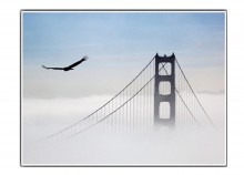 Aigle survolant le Golden Gate - 66 x 50 cm